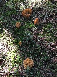 Ramaria aurea image