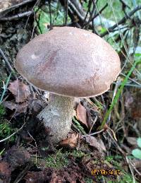 Leccinum duriusculum image