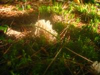 Clavulina coralloides image