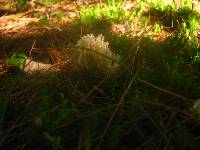 Clavulina coralloides image