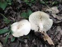 Clitocybe fragrans image