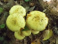 Pholiota alnicola image