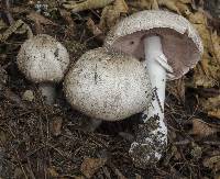 Agaricus deardorffensis image