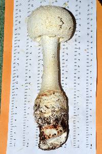 Amanita rhopalopus image