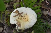 Lactarius deceptivus image