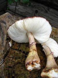 Leucoagaricus americanus image