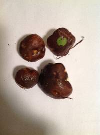Suillus brevipes image
