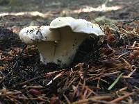 Cantharellus subalbidus image