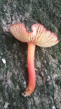 Hygrocybe miniata image