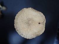 Laccaria vinaceoavellanea image