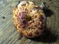 Suillus spectabilis image