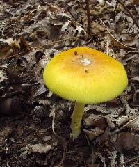 Amanita banningiana image