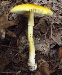 Amanita banningiana image