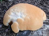 Ganoderma sessile image