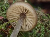 Entoloma turci image