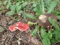 Russula sanguinaria image