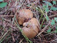 Suillus salmonicolor image