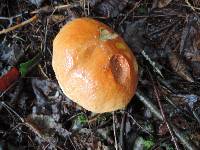 Boletus chippewaensis image