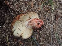 Russula ventricosipes image