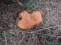 Russula ventricosipes image