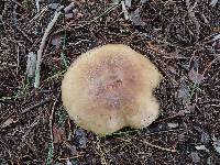 Russula ventricosipes image