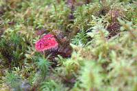 Hydnellum peckii image