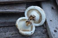 Lactarius deceptivus image