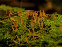 Calocera furcata image