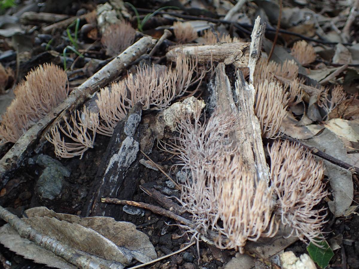 Pterula multifida image