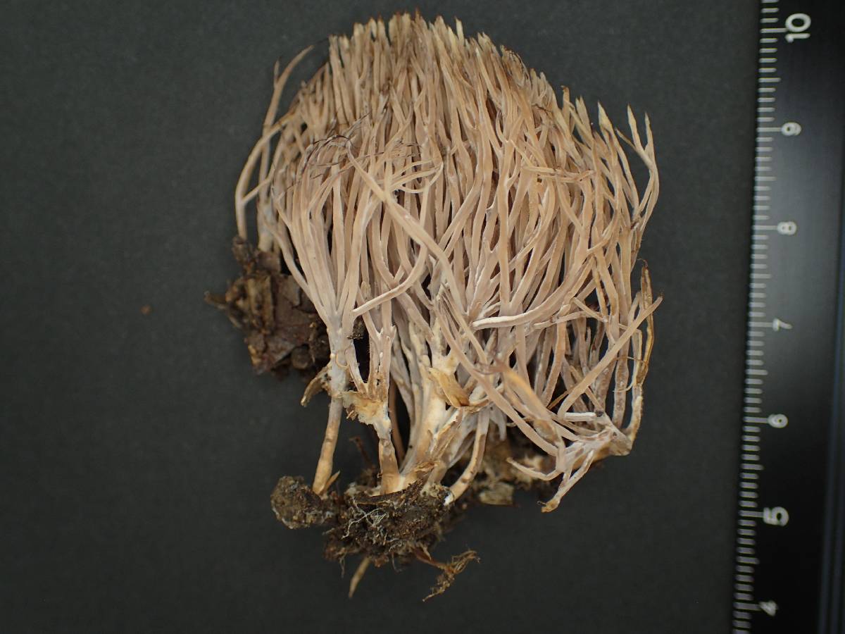 Pterula multifida image