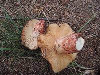 Russula ventricosipes image