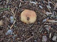 Russula ventricosipes image