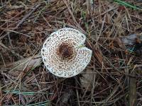 Lepiota cortinarius image