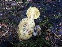 Tricholomopsis sulphureoides image