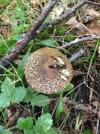 Leccinum pseudoscabrum image