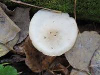 Clitocybe vibecina image