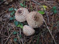 Lepiota cortinarius image