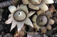 Geastrum velutinum image