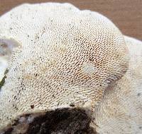 Trametes gibbosa image