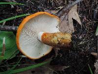 Tricholoma aurantium image