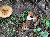 Armillaria gallica image