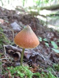 Entoloma quadratum image