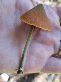 Entoloma quadratum image