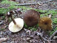 Lactarius lignyotus var. lignyotus image