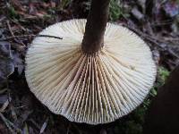 Lactarius lignyotus image