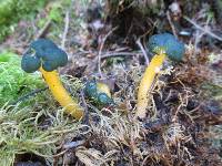 Leotia viscosa image