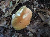 Boletus chippewaensis image