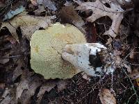 Boletus chippewaensis image