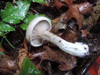 Entoloma abortivum image