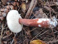 Austroboletus gracilis var. pulcherripes image